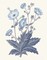 Blue Botanical VI Poster Print by Wild Apple Portfolio - Item # VARPDX42745